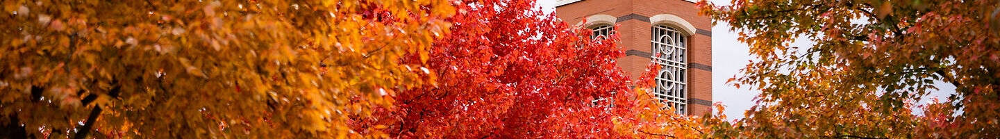 Colorful autum leaves